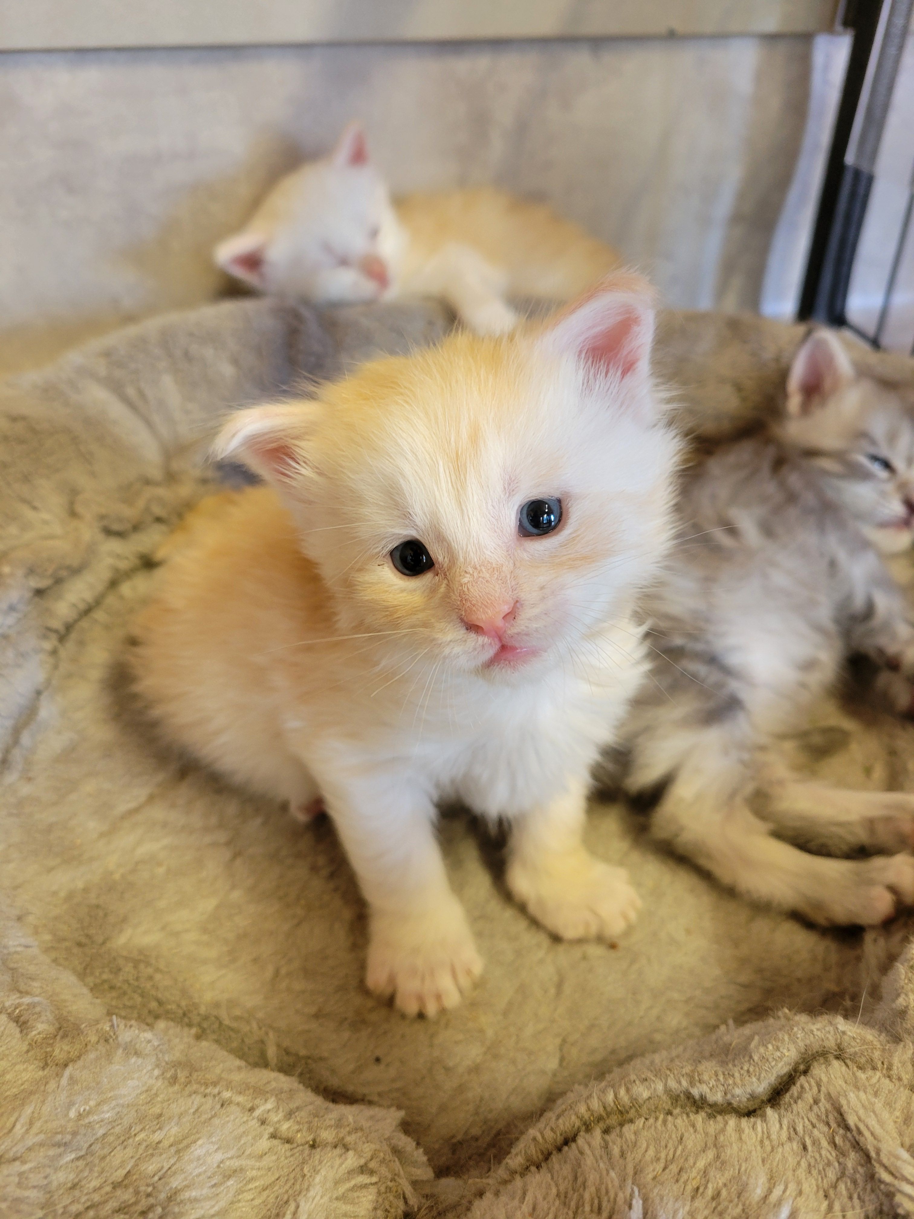 photo chaton