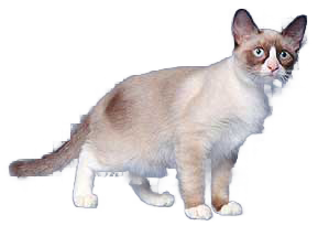 cat image
