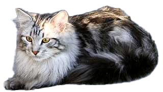 cat image