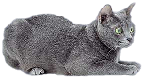 cat image