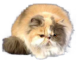 cat image