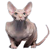cat image