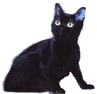 cat image
