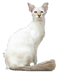 cat image