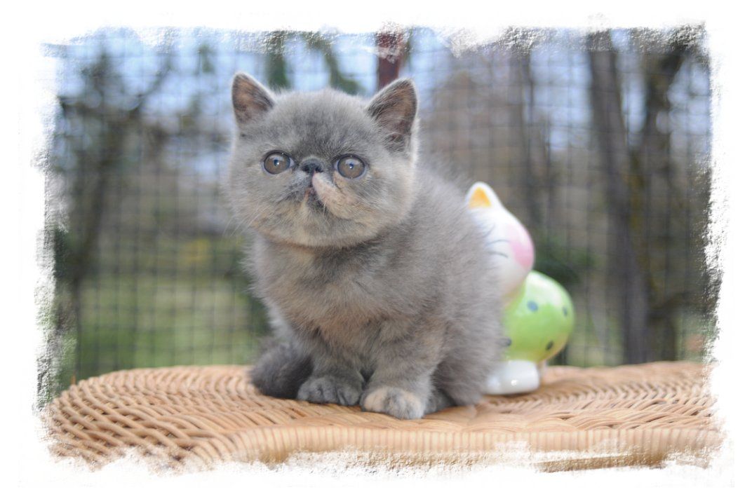 photo chaton
