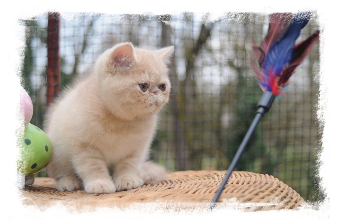 photo chaton