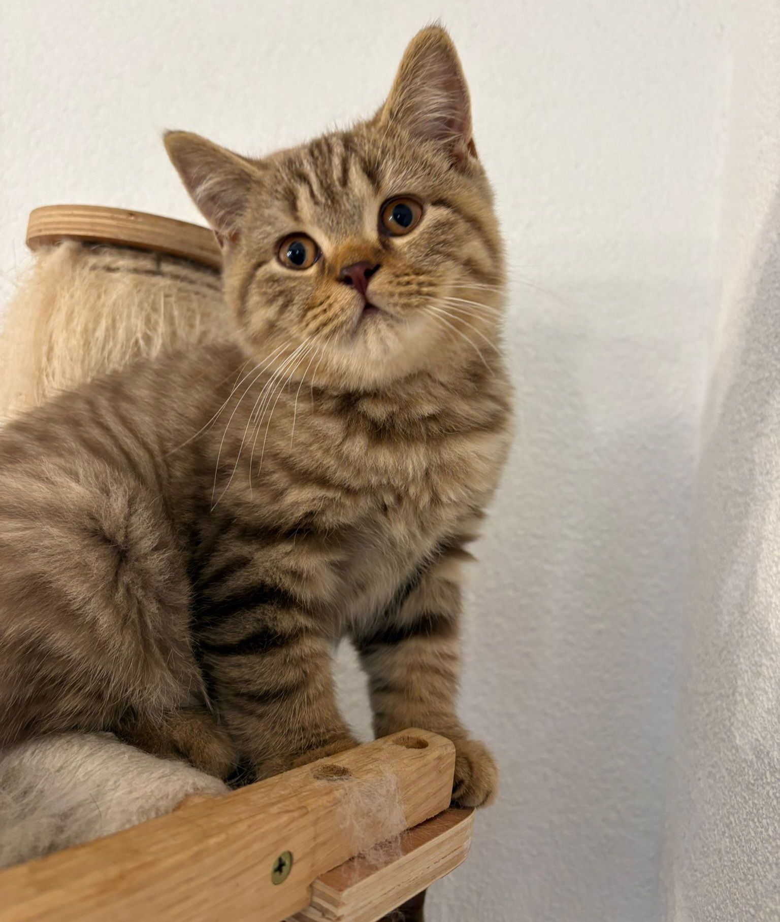 photo chaton