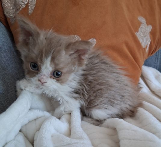 photo chaton