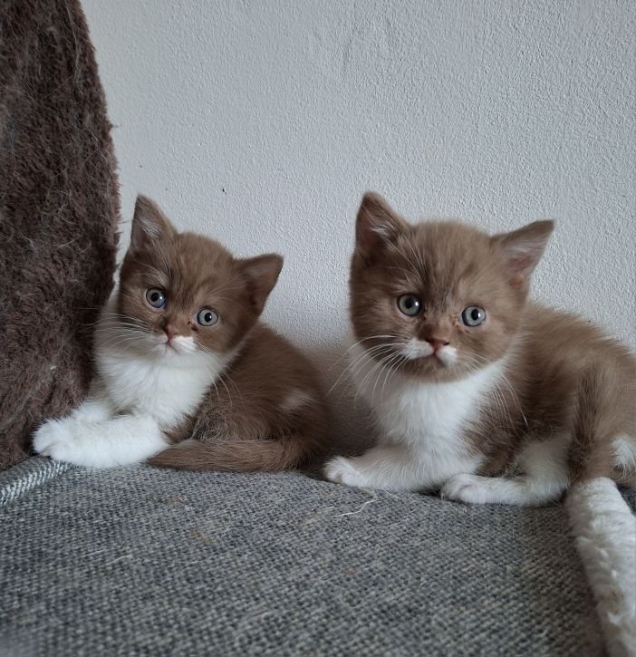 photo chaton