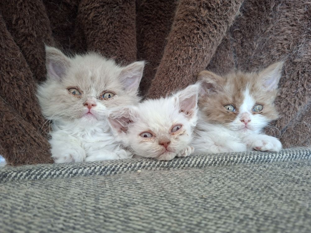 photo chaton