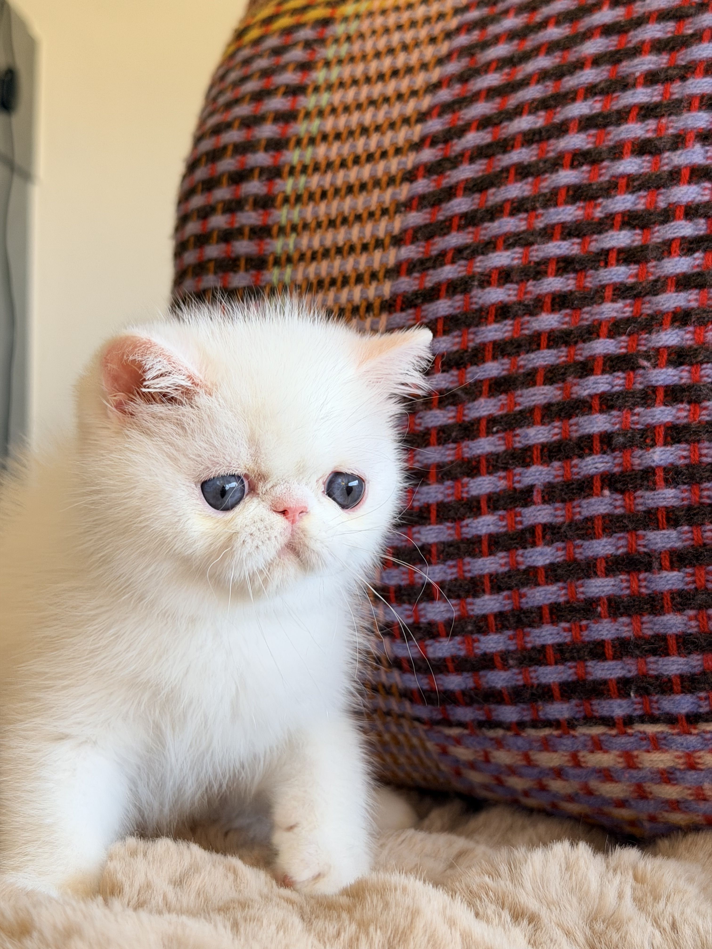 photo chaton