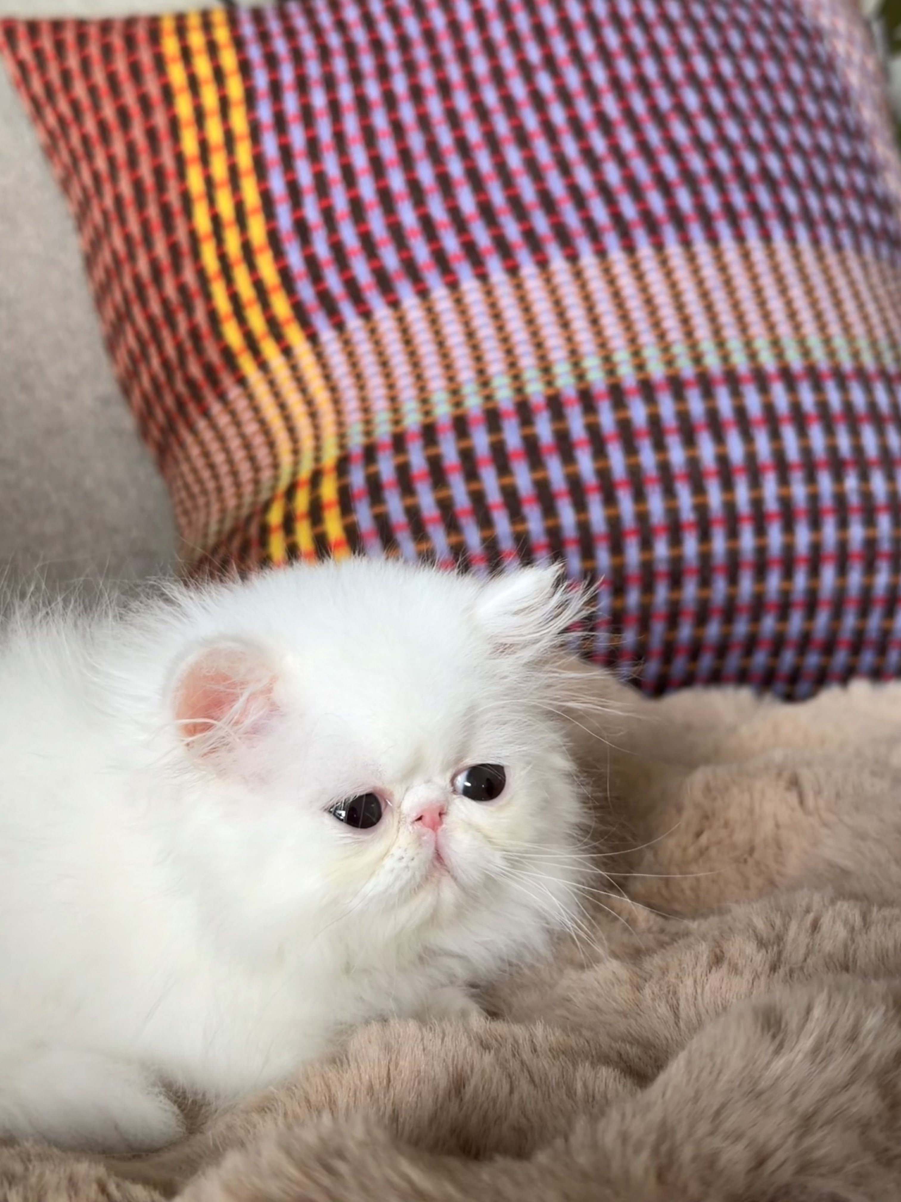 photo chaton