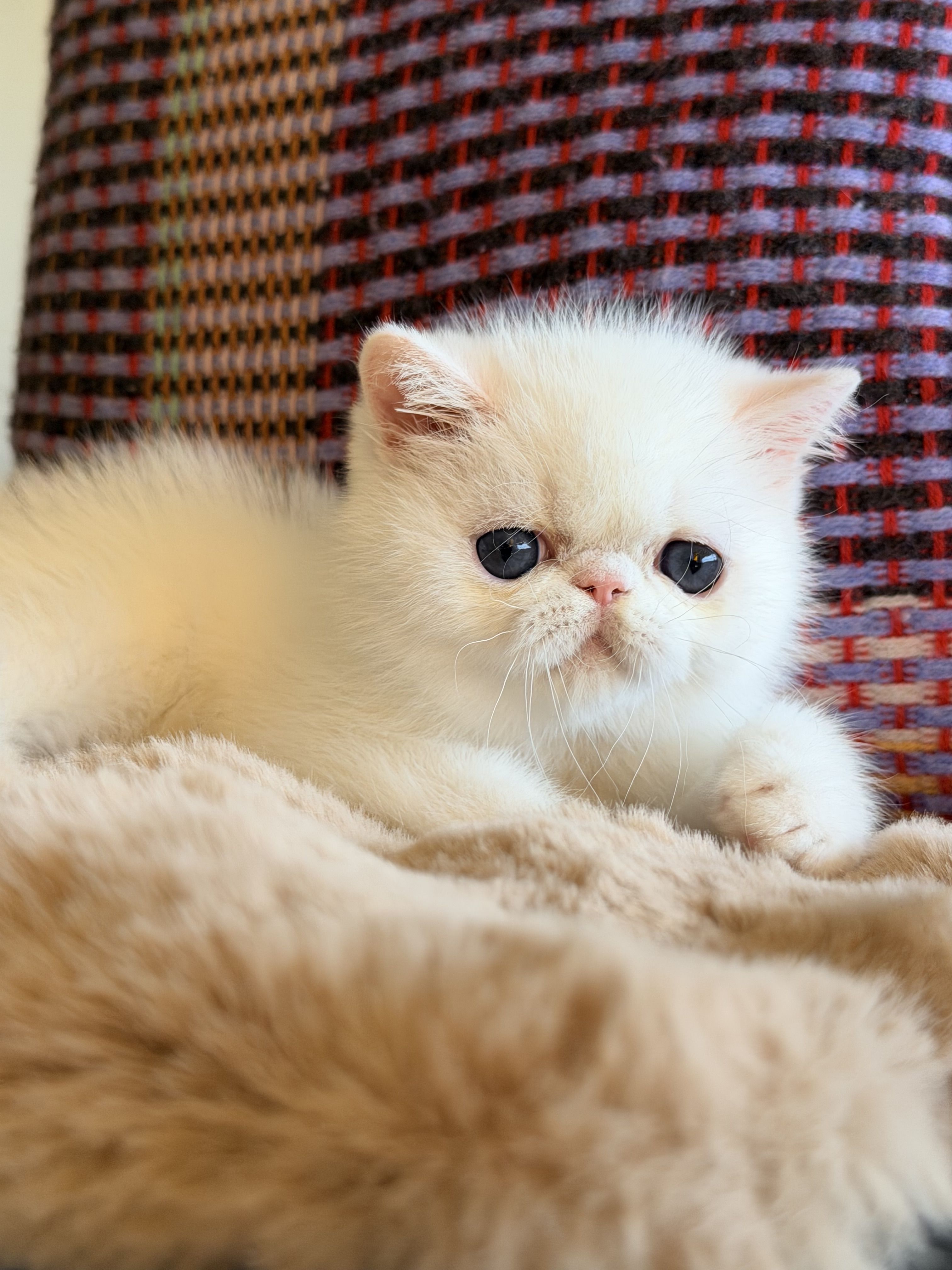 photo chaton