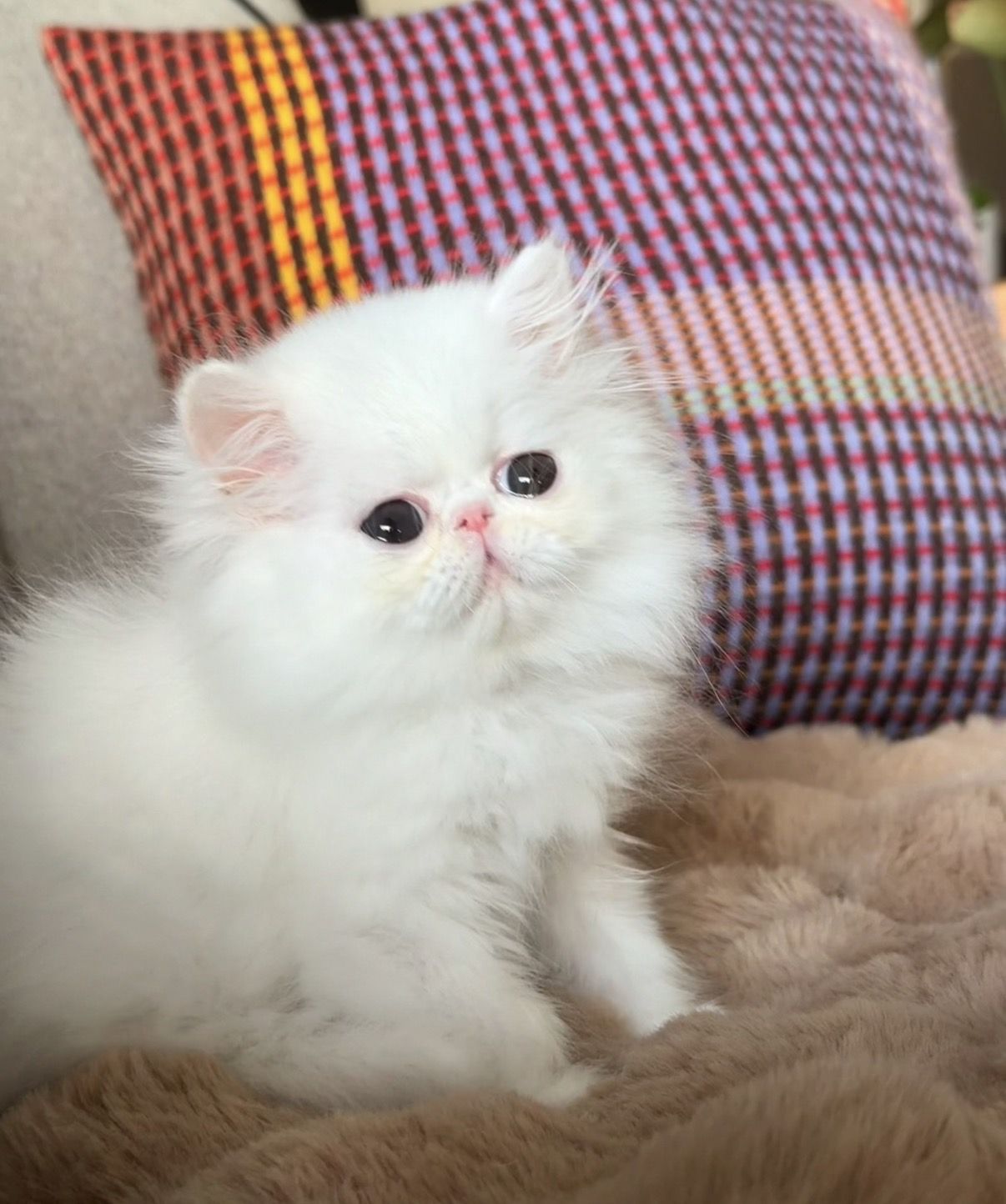 photo chaton