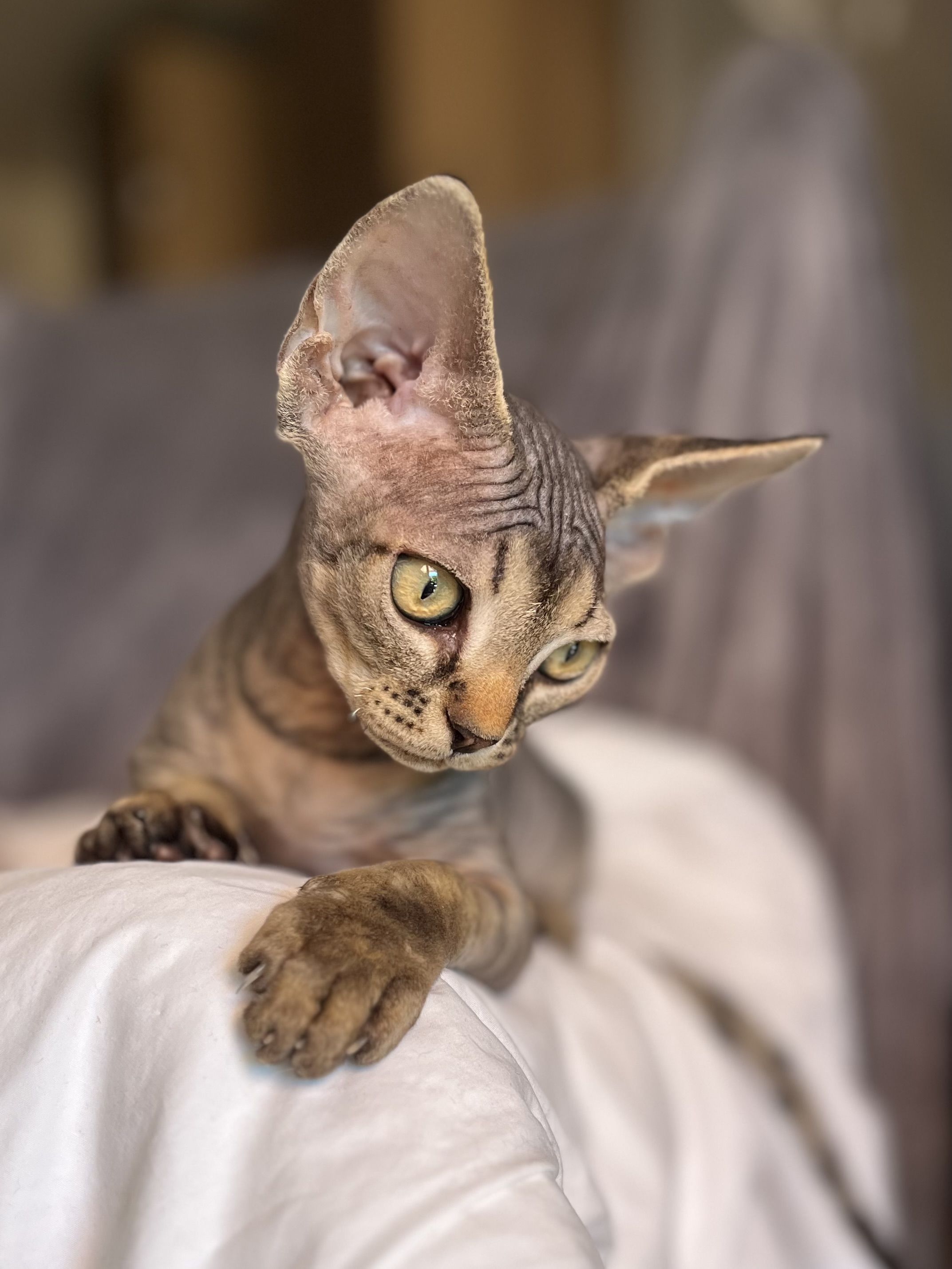 photo chaton