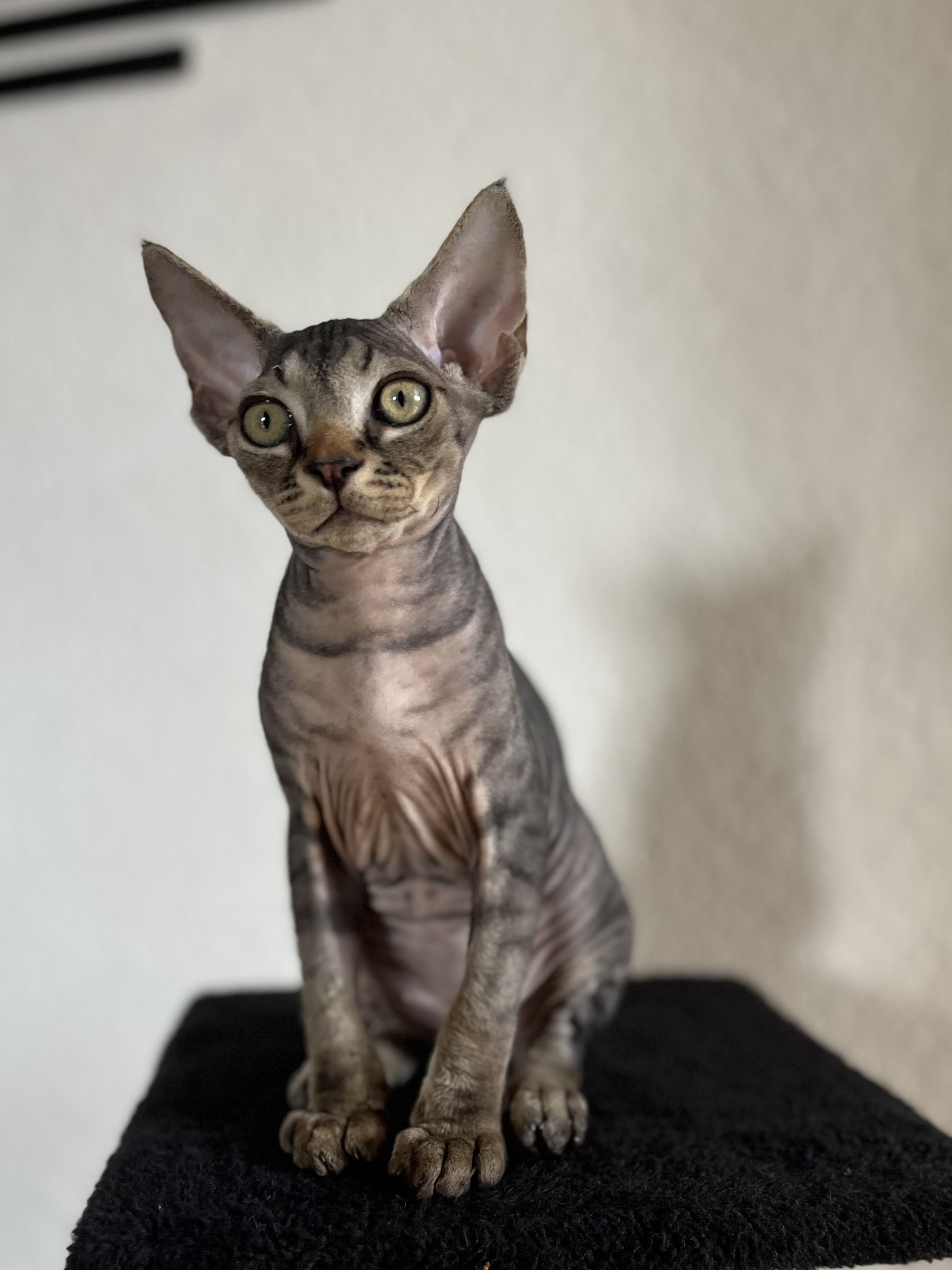 photo chaton