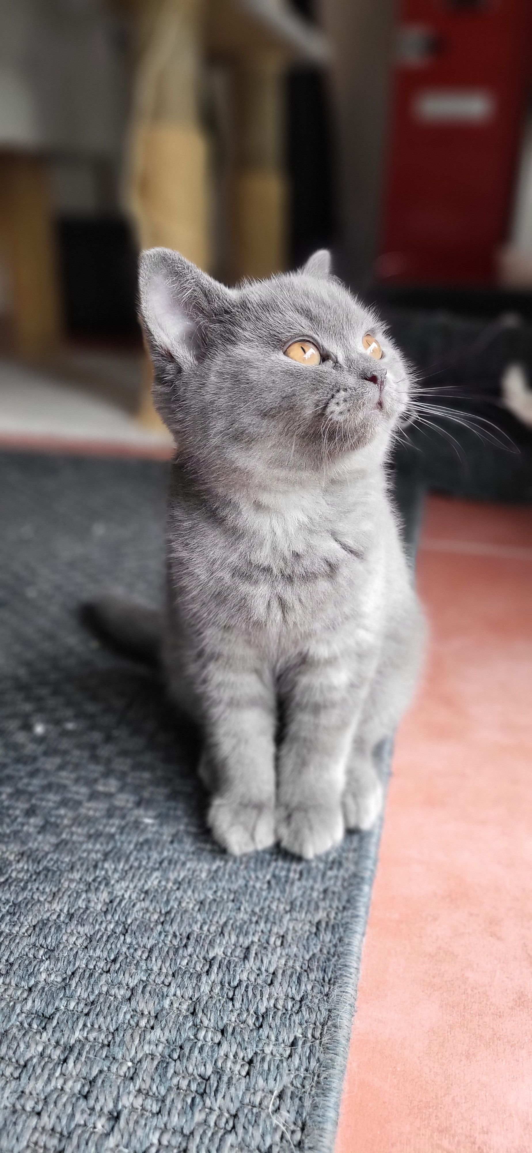 photo chaton