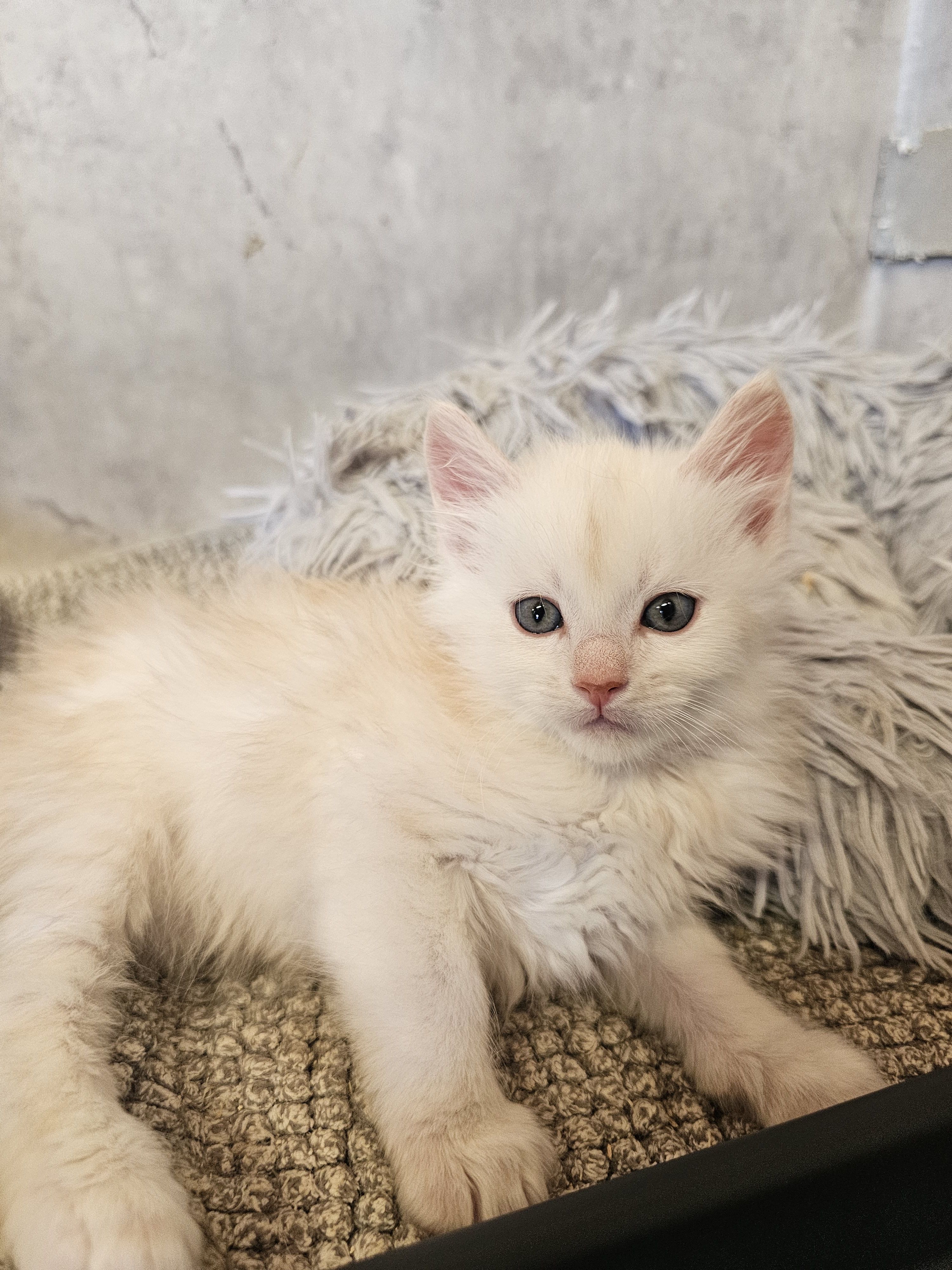 photo chaton