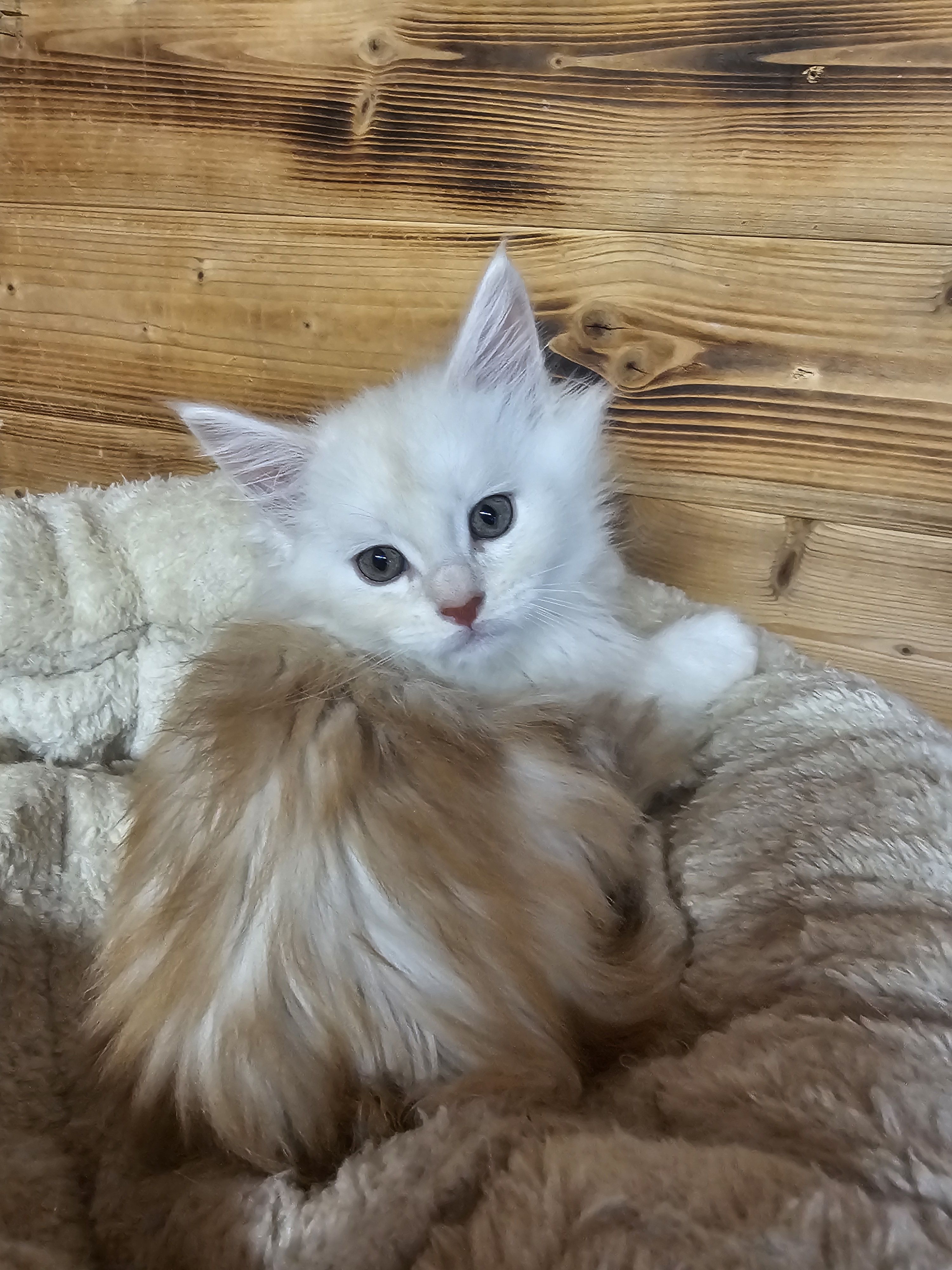 photo chaton