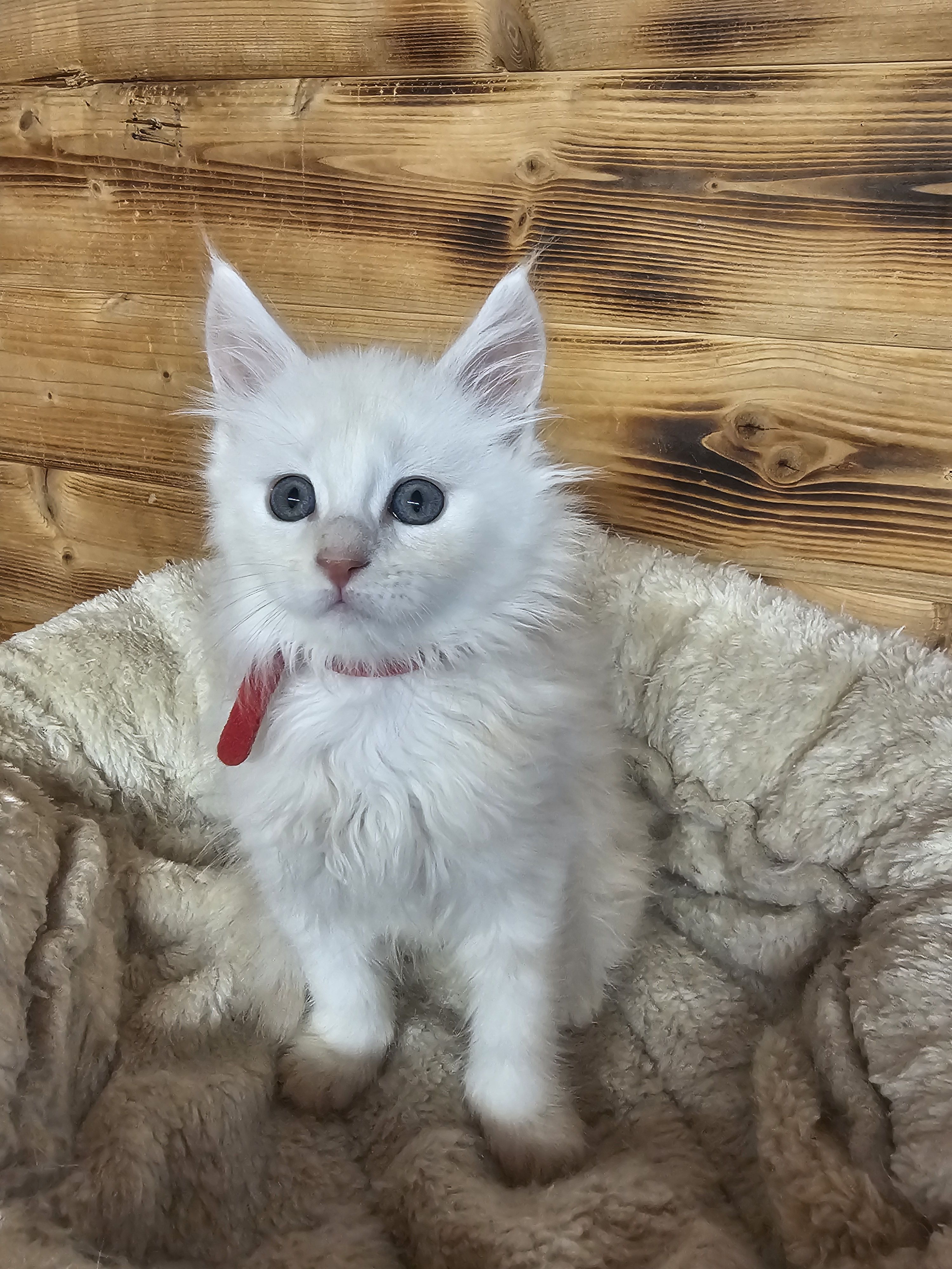 photo chaton