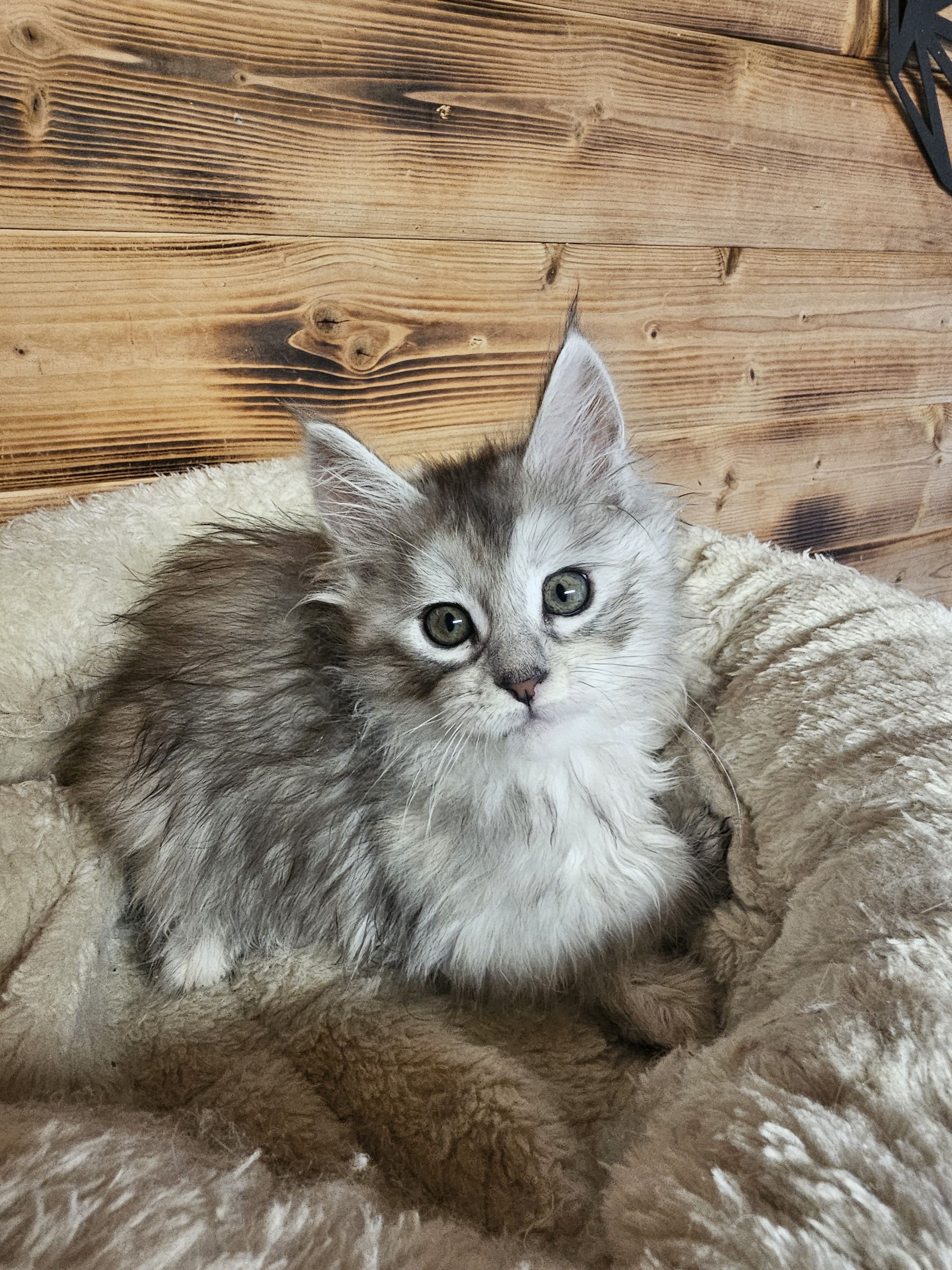 photo chaton