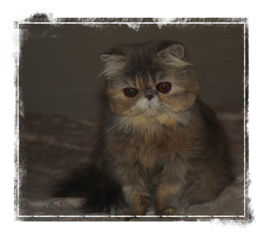 photo chaton