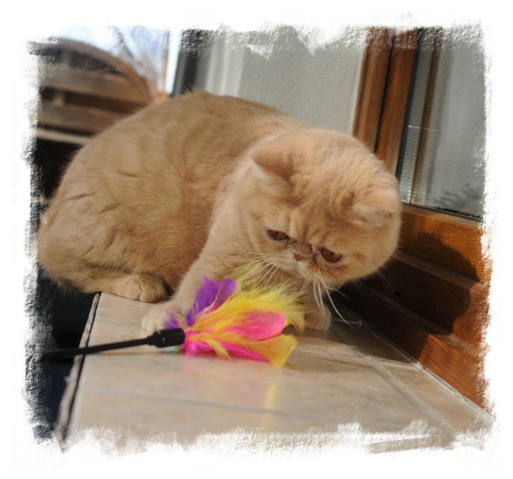 photo chaton